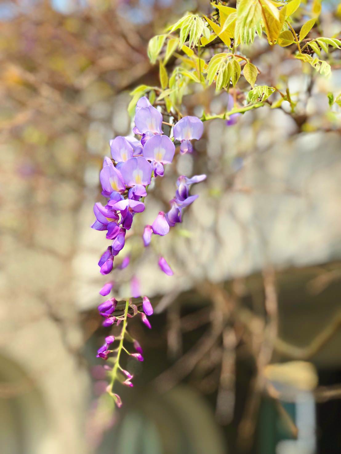 新竹免費旅遊景點推薦！陽光國小紫藤花開了！兩層樓高的彩虹溜滑梯