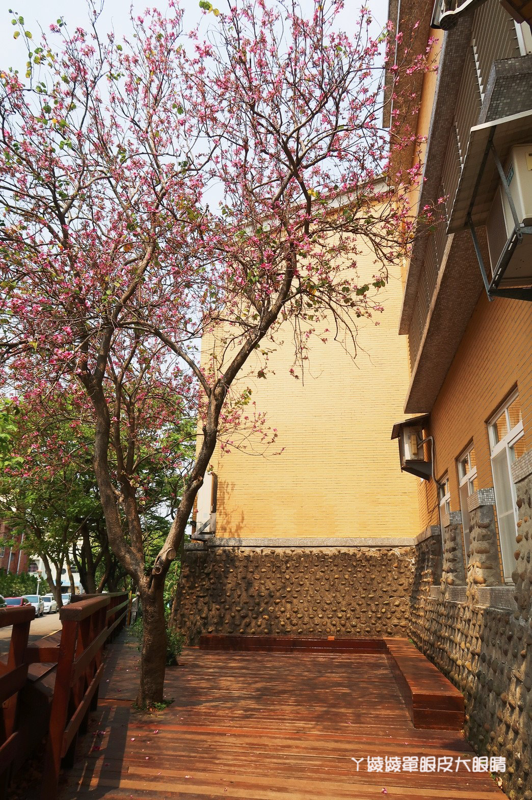 新竹免費旅遊景點推薦！陽光國小紫藤花開了！兩層樓高的彩虹溜滑梯