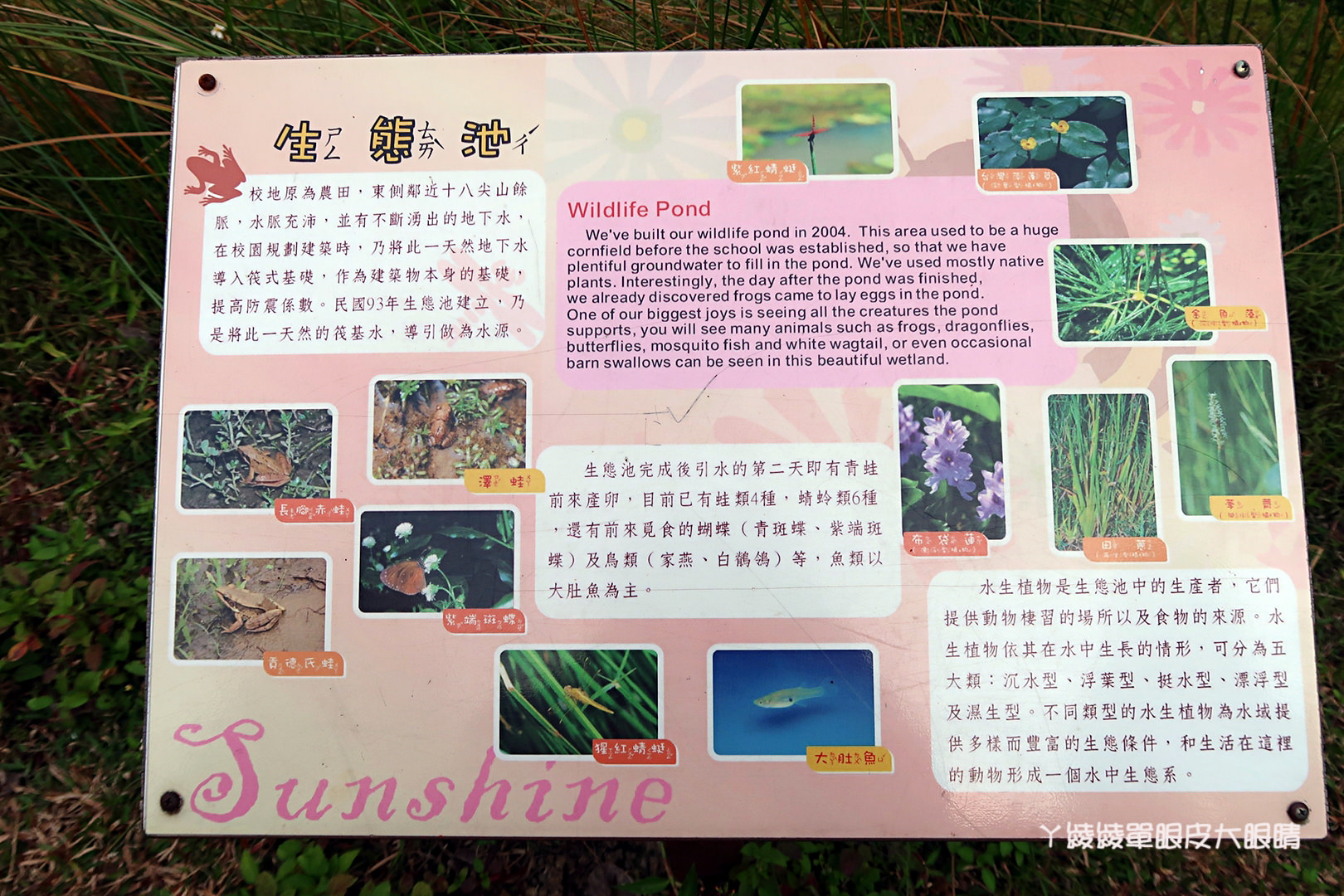 新竹免費旅遊景點推薦！陽光國小紫藤花開了！兩層樓高的彩虹溜滑梯