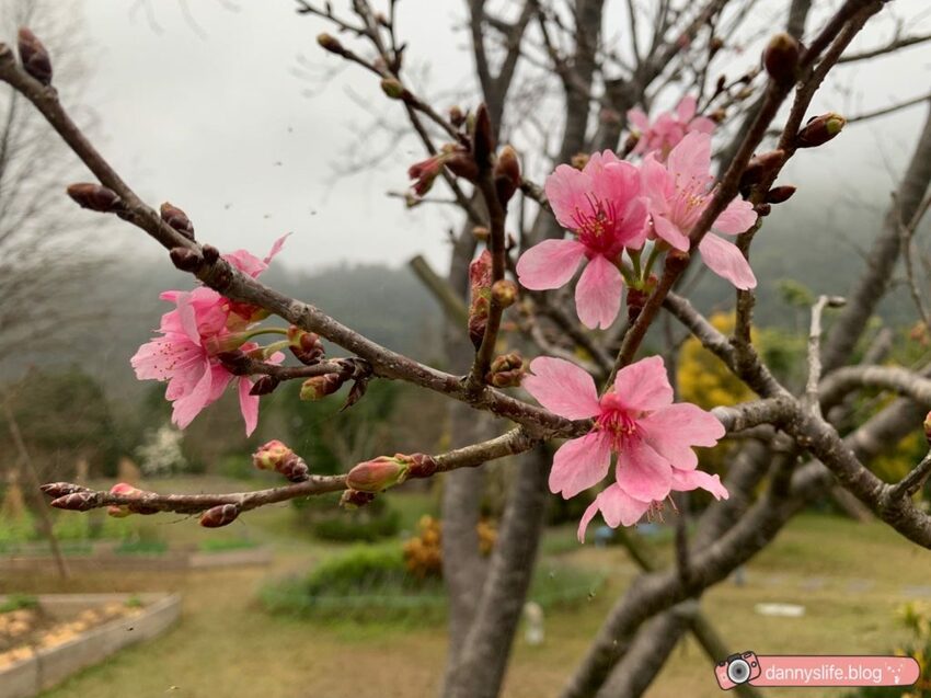 落羽松、櫻花、螢火蟲、繡球花到楓葉,一年四季都有不同自然風景的溫泉度假村。苗栗南庄住宿推薦。丹尼的吃喝玩樂~