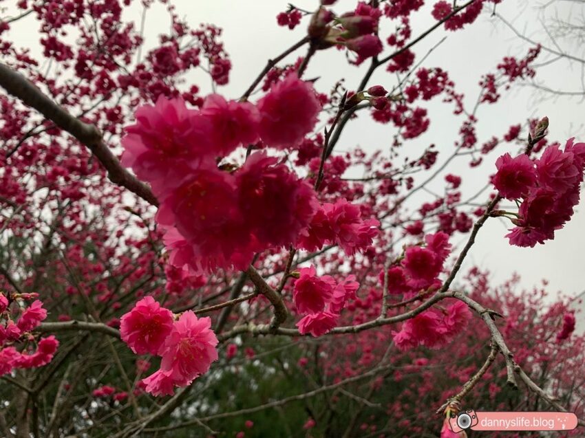 落羽松、櫻花、螢火蟲、繡球花到楓葉,一年四季都有不同自然風景的溫泉度假村。苗栗南庄住宿推薦。丹尼的吃喝玩樂~