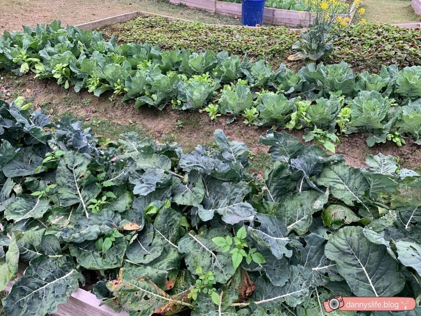 落羽松、櫻花、螢火蟲、繡球花到楓葉,一年四季都有不同自然風景的溫泉度假村。苗栗南庄住宿推薦。丹尼的吃喝玩樂~