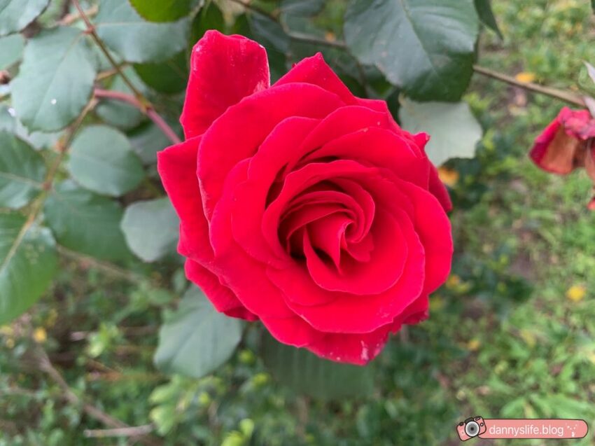 落羽松、櫻花、螢火蟲、繡球花到楓葉,一年四季都有不同自然風景的溫泉度假村。苗栗南庄住宿推薦。丹尼的吃喝玩樂~