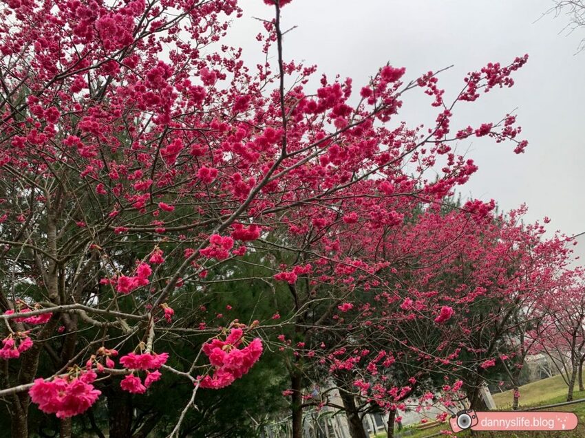 落羽松、櫻花、螢火蟲、繡球花到楓葉,一年四季都有不同自然風景的溫泉度假村。苗栗南庄住宿推薦。丹尼的吃喝玩樂~