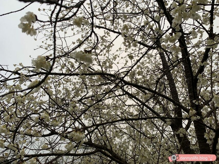 落羽松、櫻花、螢火蟲、繡球花到楓葉,一年四季都有不同自然風景的溫泉度假村。苗栗南庄住宿推薦。丹尼的吃喝玩樂~