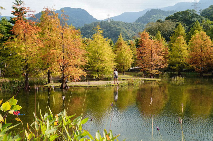 苗栗南庄景點 落羽松 雲水渡假森林 可泡湯住宿