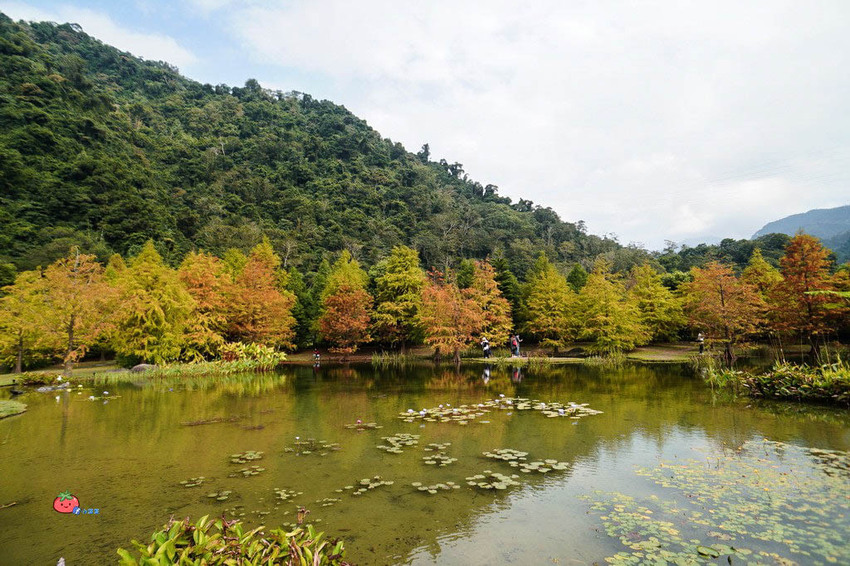 苗栗南庄景點 落羽松 雲水渡假森林 可泡湯住宿