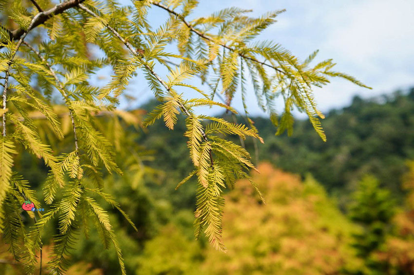 苗栗南庄景點 落羽松 雲水渡假森林 可泡湯住宿