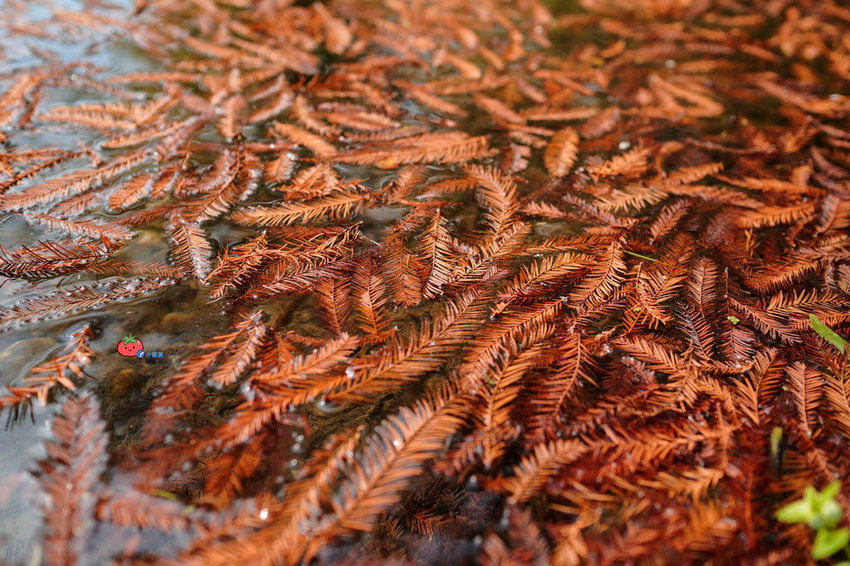 苗栗南庄景點 落羽松 雲水渡假森林 可泡湯住宿