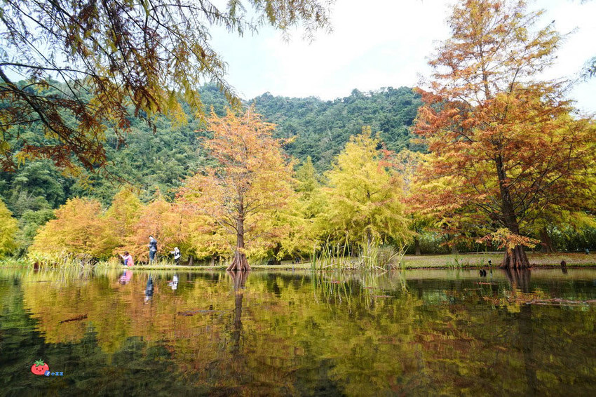 苗栗南庄景點 落羽松 雲水渡假森林 可泡湯住宿