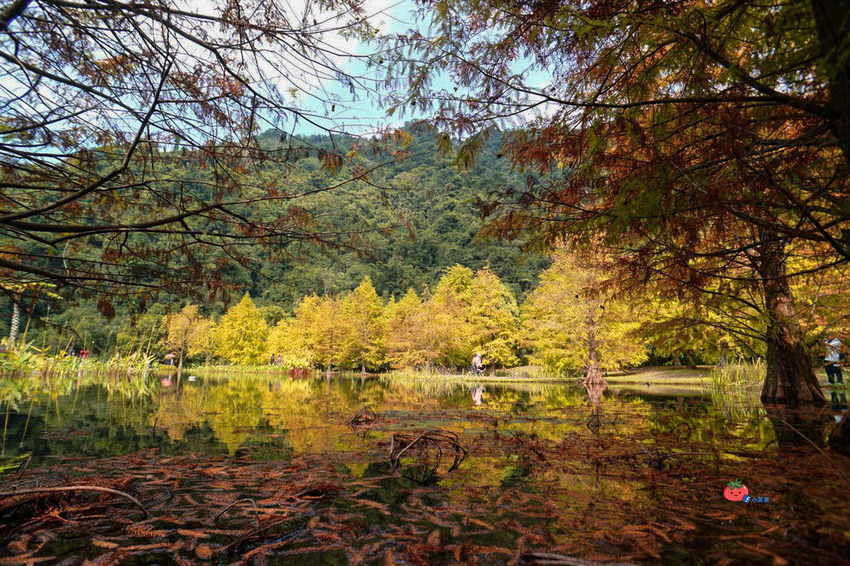 苗栗南庄景點 落羽松 雲水渡假森林 可泡湯住宿
