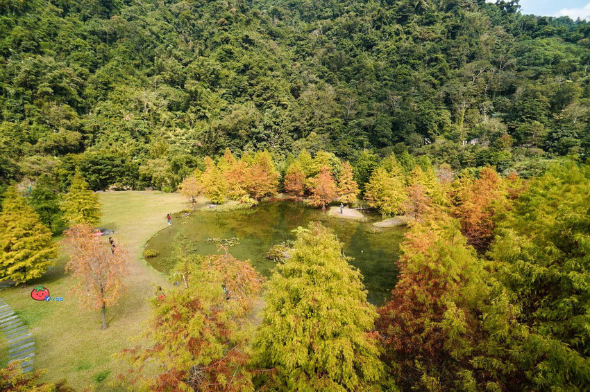 苗栗南庄景點 落羽松 雲水渡假森林 可泡湯住宿