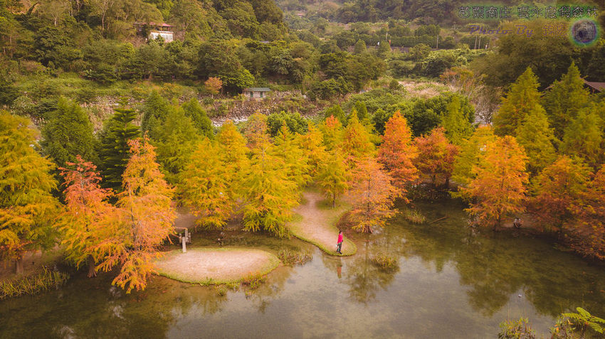 苗栗南庄 雲水度假森林