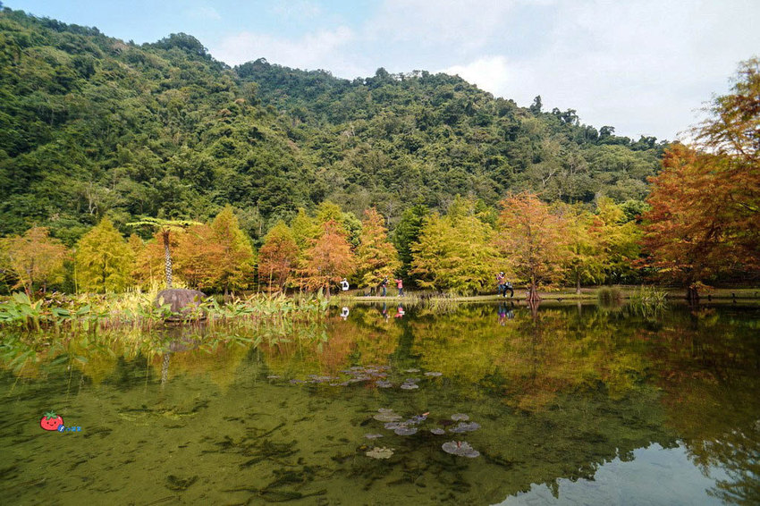 苗栗南庄景點 落羽松 雲水渡假森林 可泡湯住宿