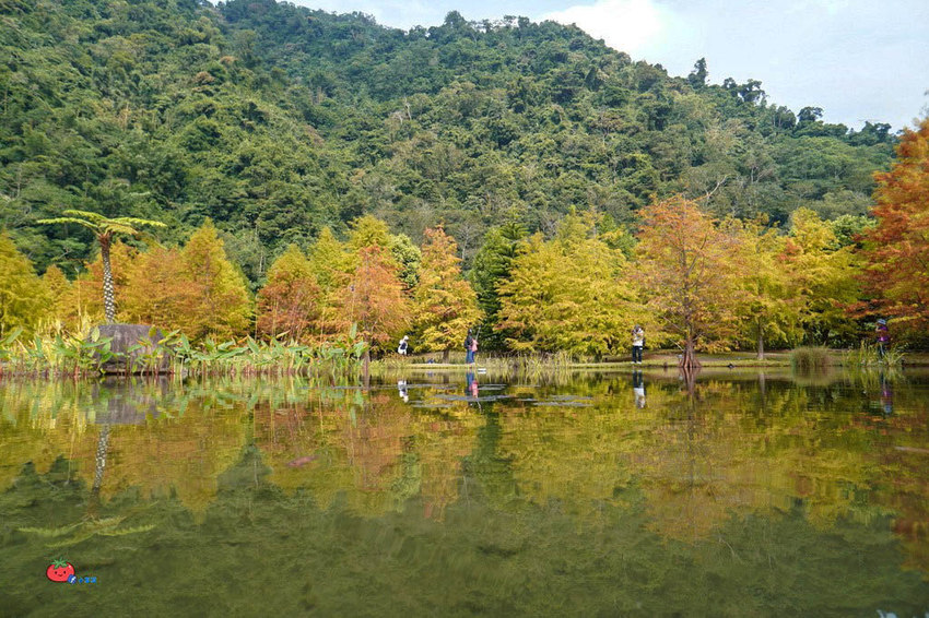 苗栗南庄景點 落羽松 雲水渡假森林 可泡湯住宿