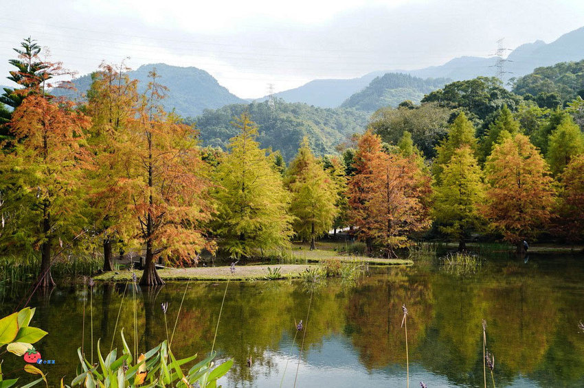 苗栗南庄景點 落羽松 雲水渡假森林 可泡湯住宿