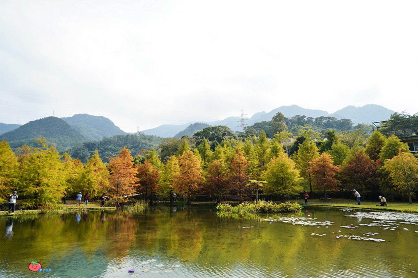 苗栗南庄景點 落羽松 雲水渡假森林 可泡湯住宿