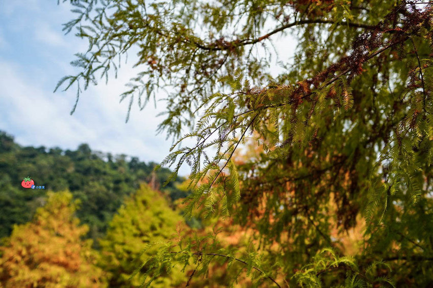 苗栗南庄景點 落羽松 雲水渡假森林 可泡湯住宿