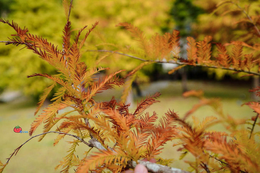 苗栗南庄景點 落羽松 雲水渡假森林 可泡湯住宿