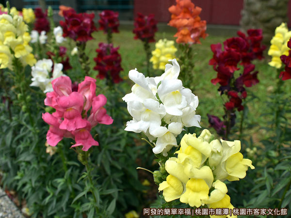 桃園市客家文化館21-花圃中繽紛的花朵