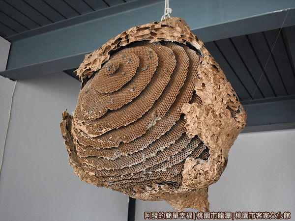 桃園市客家文化館10-好大的蜂窩