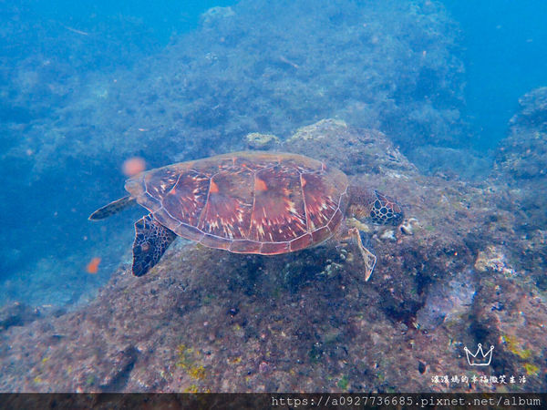 【零嘴/小琉球伴手禮】小琉球必買、寶哥手工麻花捲、米麻花,酥炸烘培,少油低熱量,就算吃零食也要吃的很健康