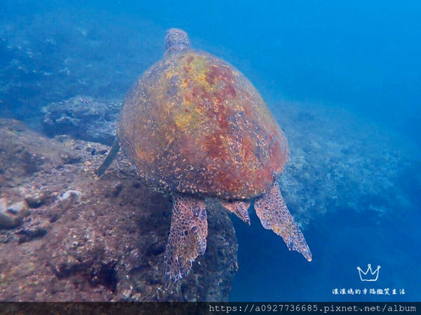 【零嘴/小琉球伴手禮】小琉球必買、寶哥手工麻花捲、米麻花,酥炸烘培,少油低熱量,就算吃零食也要吃的很健康