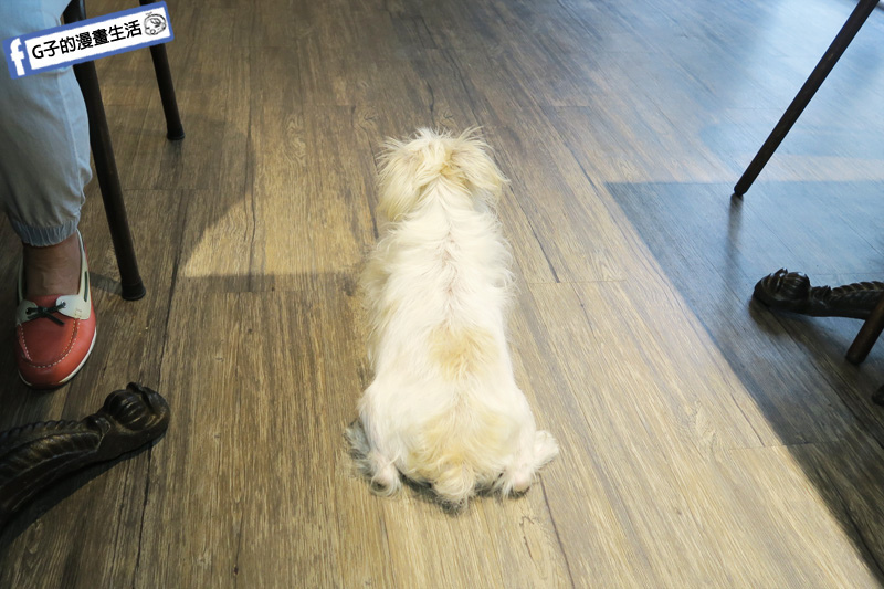 貓子曬太陽 永和早午餐寵物友善 YUKI很放鬆