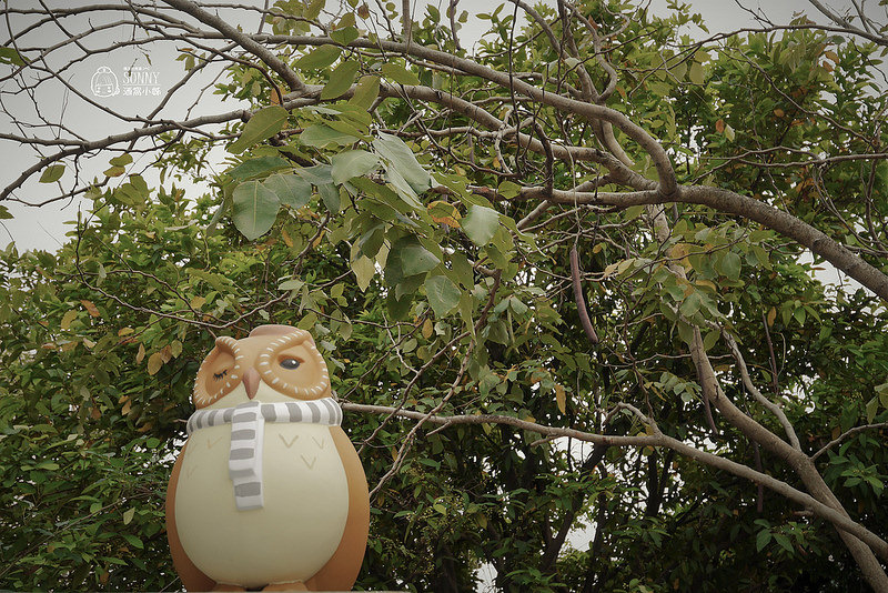 嘉義景點-沉睡森林(拍照/打卡)