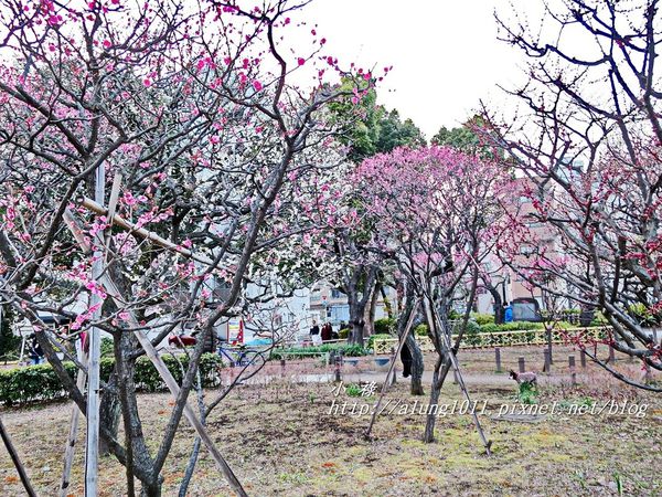 隅田川水上巴士：夜櫻船。隅田川。振袖舞孃..