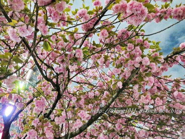 隅田川水上巴士：夜櫻船。隅田川。振袖舞孃..