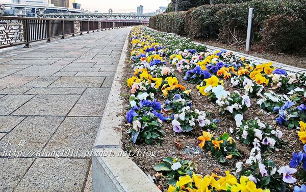 隅田川水上巴士：夜櫻船。隅田川。振袖舞孃..