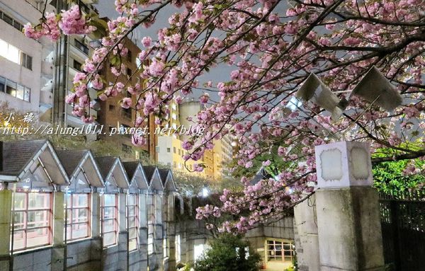 隅田川水上巴士：夜櫻船。隅田川。振袖舞孃..
