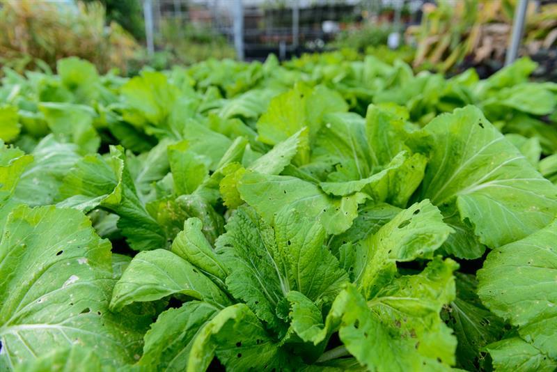 台北內湖草莓季開跑!白石湖輕旅行 Let’s Go! 台北內湖草莓季開跑!白石湖輕旅行 Let’s Go!