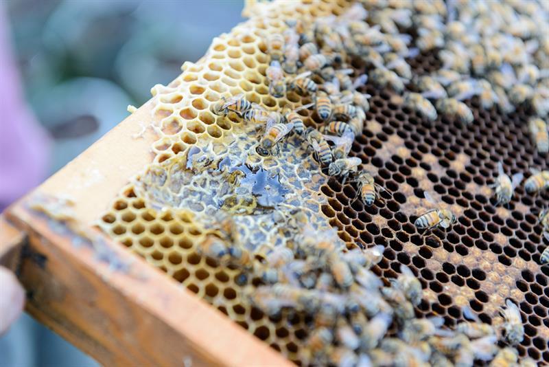 台北內湖草莓季開跑!白石湖輕旅行 Let’s Go! 台北內湖草莓季開跑!白石湖輕旅行 Let’s Go!