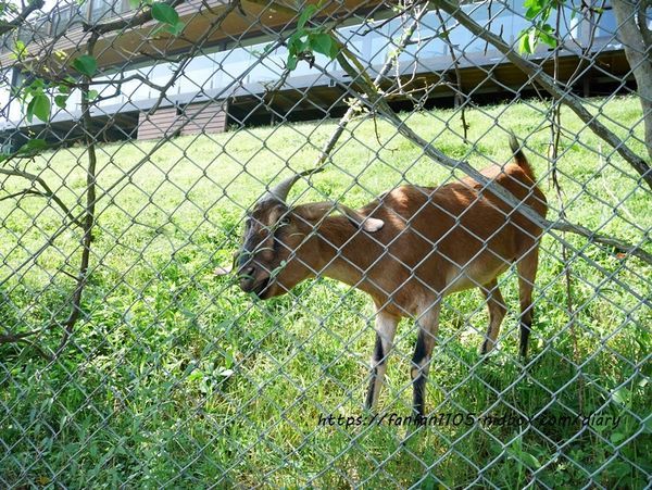 【台中住宿】星月文旅 #台中親子住宿 #星月大地 #玩水 #泡湯 #餵魚 #夕陽 #夜景 #IG打卡熱點 (50).JPG