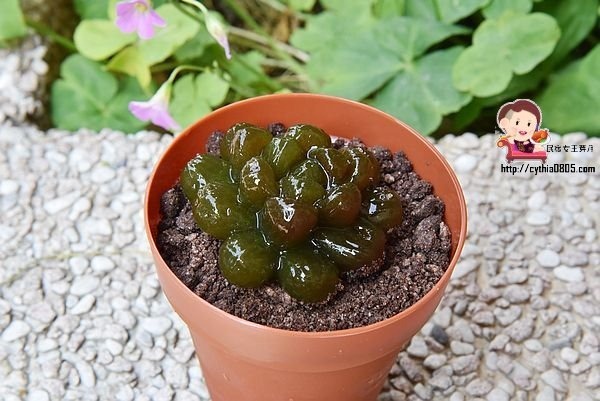 桃園區美食-啊雜 AAAzakka-可愛企鵝柴犬壽司餐盒好吸晴，兔兔P助捨不得吃，一起來野餐吧! @民宿女王芽月-美食.旅遊.全台趴趴走