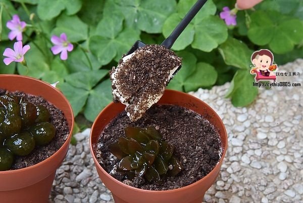 桃園區美食-啊雜 AAAzakka-可愛企鵝柴犬壽司餐盒好吸晴，兔兔P助捨不得吃，一起來野餐吧! @民宿女王芽月-美食.旅遊.全台趴趴走