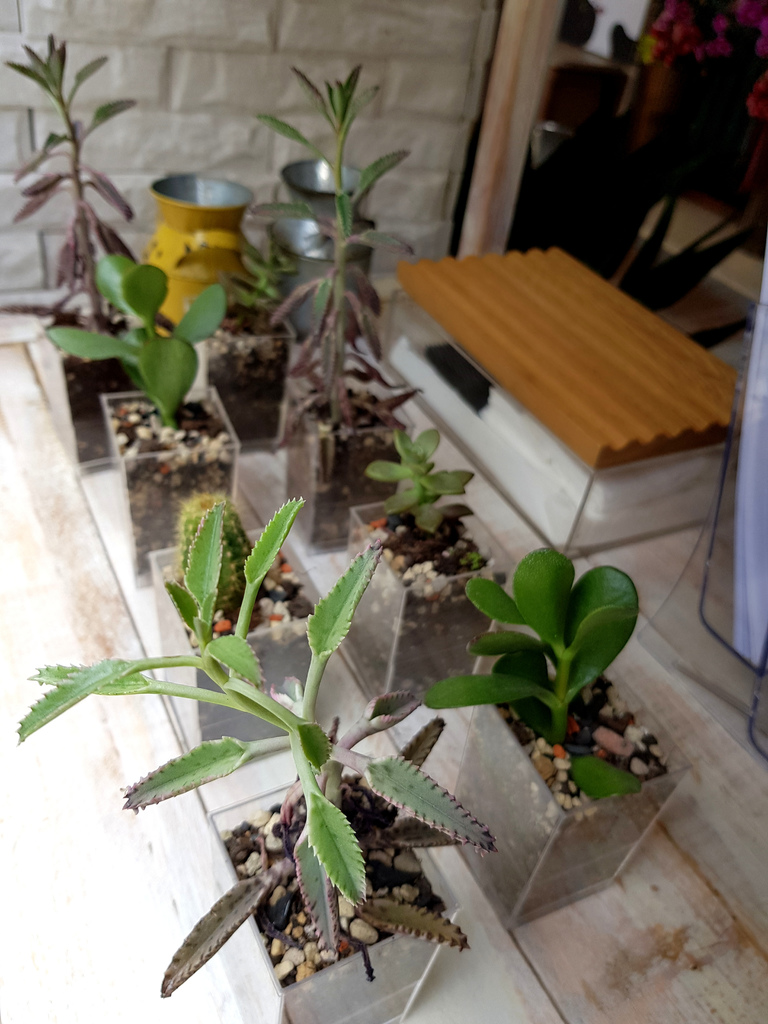 ootoro milk 大とろ牛乳 (9).jpg