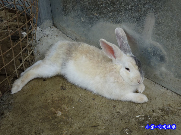 棗莊-小動物的家 (8).jpg