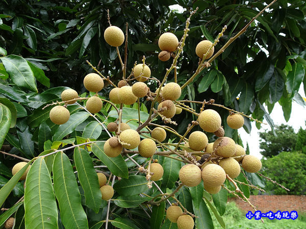 苗栗棗莊 (2).jpg