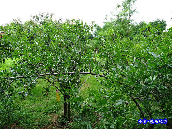 棗莊-紅棗園.jpg