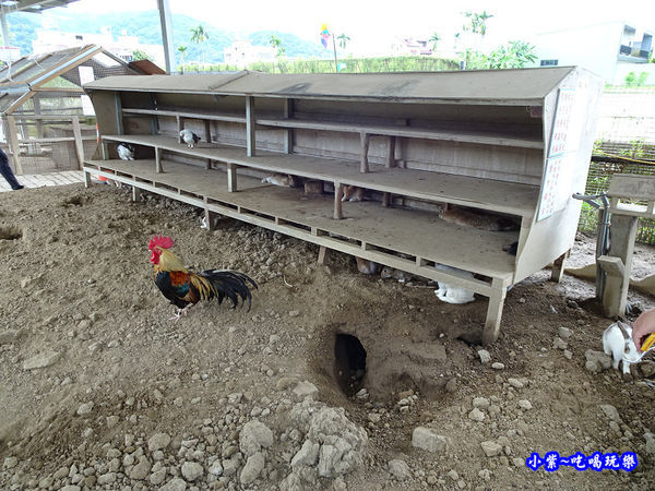 棗莊-小動物的家 (9).jpg