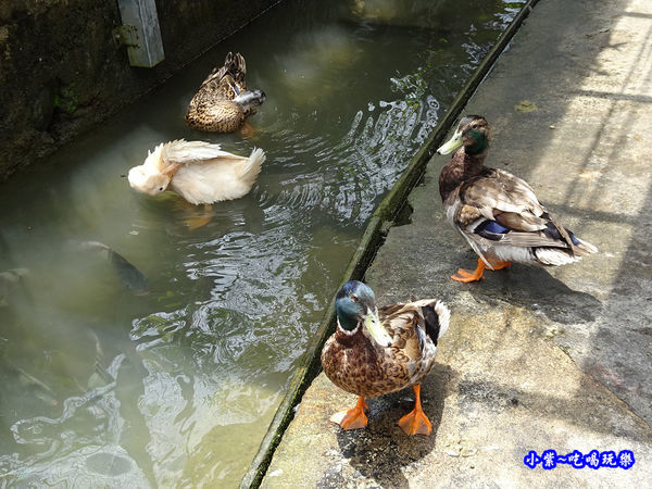 棗莊-小動物的家 (12).jpg