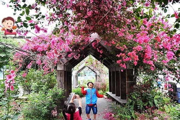 桃園中壢景點-吉林路九重葛小公園-免費九重葛爆炸盛開，IG熱門打卡點 @民宿女王芽月-美食.旅遊.全台趴趴走