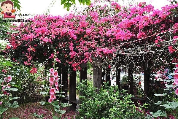 桃園中壢景點-吉林路九重葛小公園-免費九重葛爆炸盛開，IG熱門打卡點 @民宿女王芽月-美食.旅遊.全台趴趴走