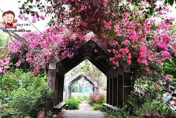 桃園中壢景點-吉林路九重葛小公園-免費九重葛爆炸盛開，IG熱門打卡點 @民宿女王芽月-美食.旅遊.全台趴趴走
