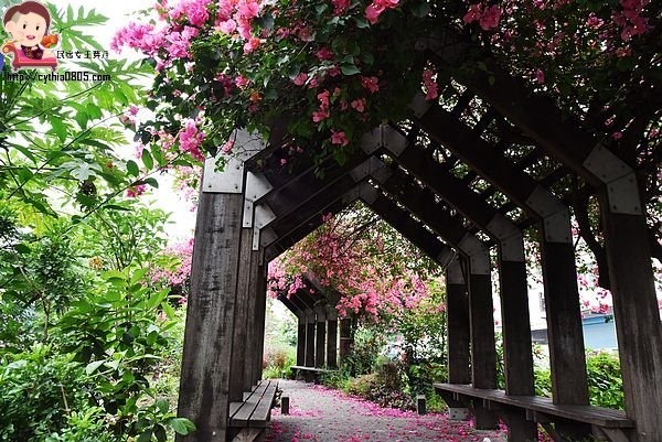桃園中壢景點-吉林路九重葛小公園-免費九重葛爆炸盛開，IG熱門打卡點 @民宿女王芽月-美食.旅遊.全台趴趴走