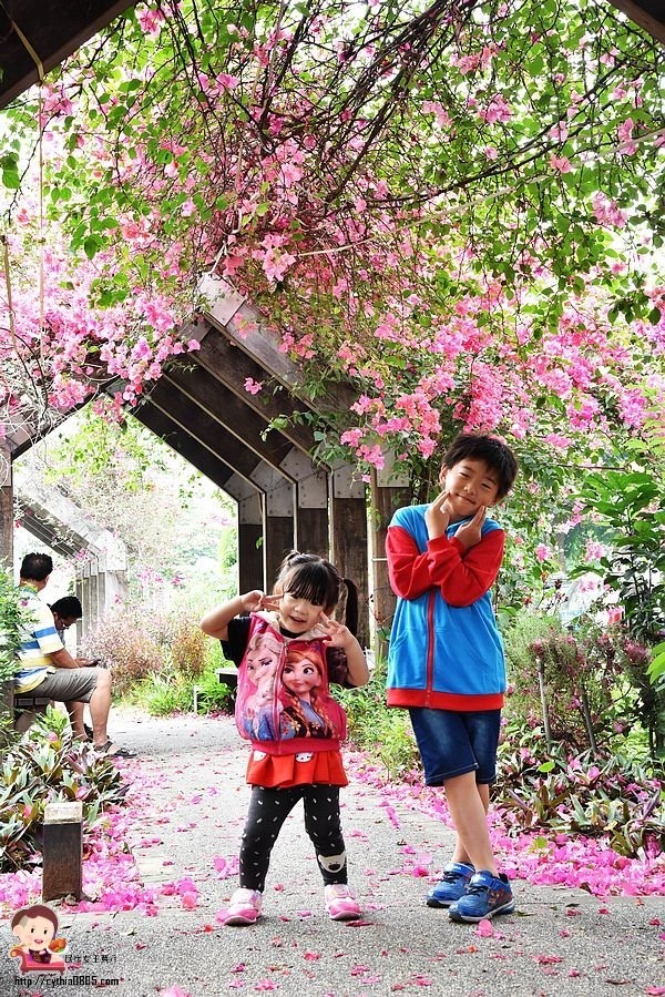 桃園中壢景點-吉林路九重葛小公園-免費九重葛爆炸盛開，IG熱門打卡點 @民宿女王芽月-美食.旅遊.全台趴趴走