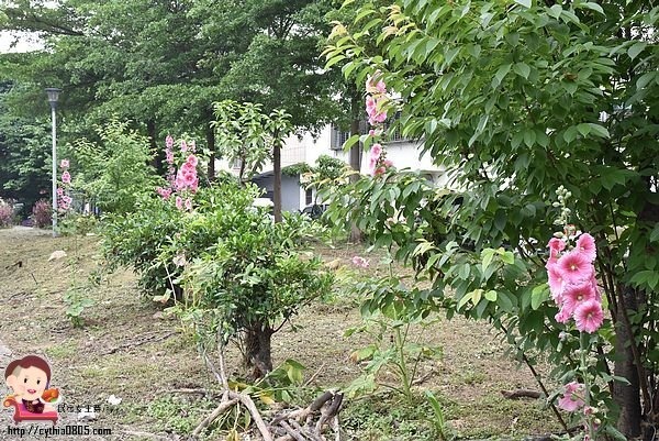 桃園中壢景點-吉林路九重葛小公園-免費九重葛爆炸盛開，IG熱門打卡點 @民宿女王芽月-美食.旅遊.全台趴趴走